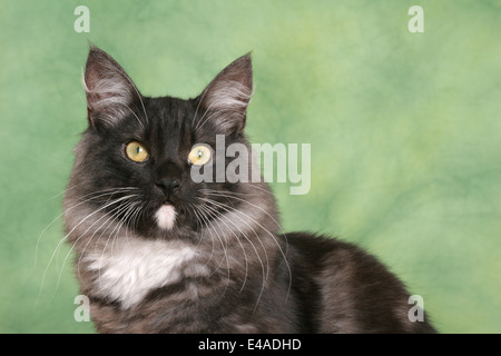 Chat norvégien Banque D'Images