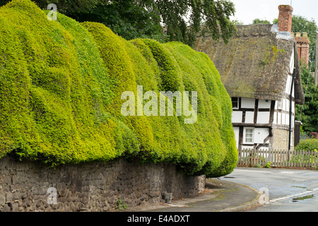 Couverture if sculpté dans le village de Brampton Bryan, Herefordshire, Angleterre. Banque D'Images