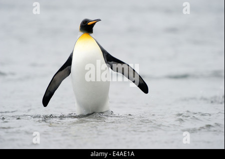 Manchot royal (Aptenodytes patagonicus) debout dans l'eau à l'île Macquarie, sous les eaux de l'Antarctique de l'Australie. Banque D'Images