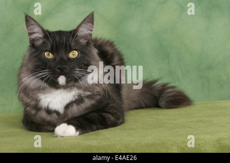 Chat Norvégien couché Banque D'Images