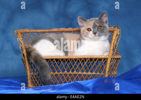 Chaton British Shorthair Banque D'Images