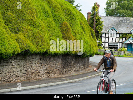 Couverture if sculpté dans le village de Brampton Bryan, Herefordshire, Angleterre. Banque D'Images