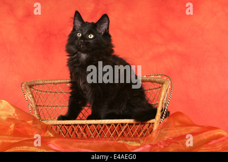 Chaton des Forêts Norvégiennes assis Banque D'Images