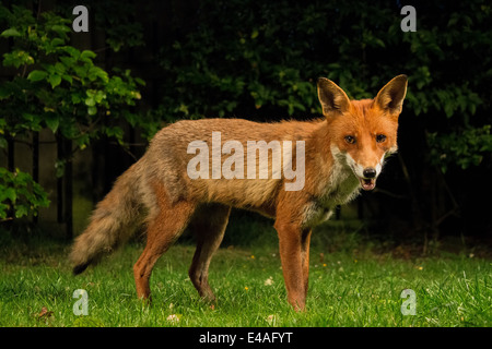 Red Fox dans notre jardin arrière Banque D'Images