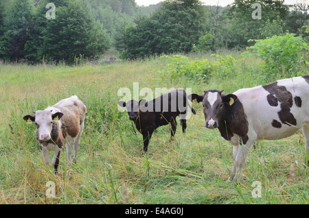 Les vaches au pâturage, arbres Banque D'Images