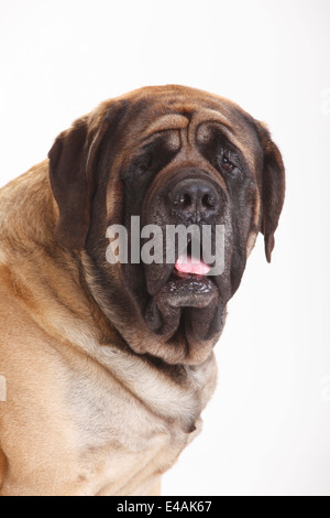 Mastiff Mastiff, homme |, Ruede Banque D'Images