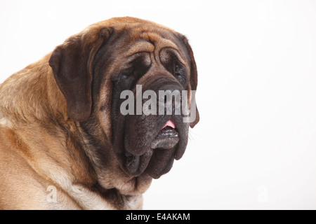 Mastiff Mastiff, homme |, Ruede Banque D'Images