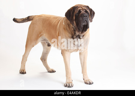 Mastiff Mastiff, homme |, Ruede Banque D'Images