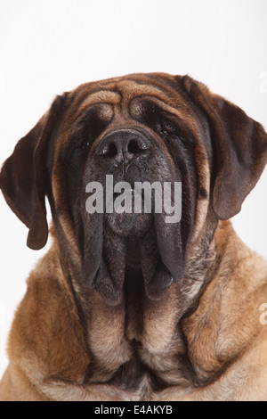 Mastiff Mastiff, homme |, Ruede Banque D'Images