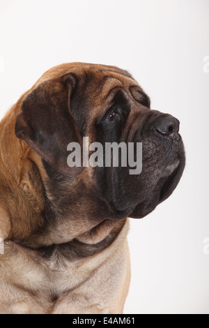 Mastiff Mastiff, homme |, Ruede Banque D'Images