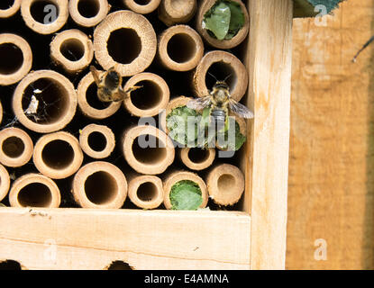 Leaf Cutter Bee au travail Banque D'Images