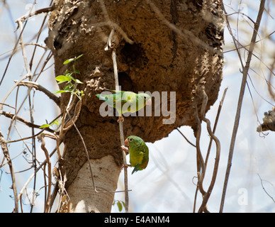 À menton Orange perruches, Brotogeris jugularis, leur nid d'entrée dans le nid de termites, Parc National Santa Rosa Banque D'Images