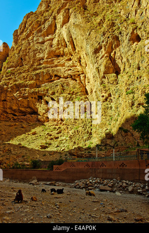 Aspects de la Gorges du Todgha, route goudronnée,Hôtels,randonnées,Vendeurs,tapis,4 roues motrices,randonneurs, alpinistes, des falaises,Maroc Banque D'Images