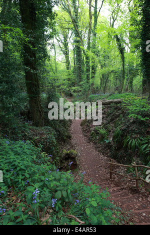 Forêt de Dean, Coleford, UK. 8 juillet, 2014. L'analyse réelle date varie. Images de la bibliothèque de Puzzlewood dans la forêt de Dean, cu Banque D'Images