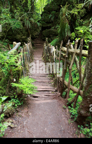 Forêt de Dean, Coleford, UK. 8 juillet, 2014. L'analyse réelle date varie. Images de la bibliothèque de Puzzlewood dans la forêt de Dean, cu Banque D'Images