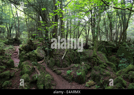 Forêt de Dean, Coleford, UK. 8 juillet, 2014. L'analyse réelle date varie. Images de la bibliothèque de Puzzlewood dans la forêt de Dean, cu Banque D'Images