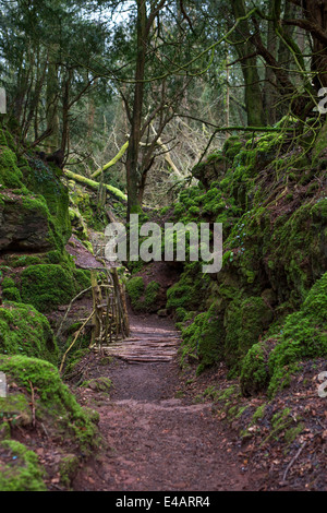 Forêt de Dean, Coleford, UK. 8 juillet, 2014. L'analyse réelle date varie. Images de la bibliothèque de Puzzlewood dans la forêt de Dean, cu Banque D'Images