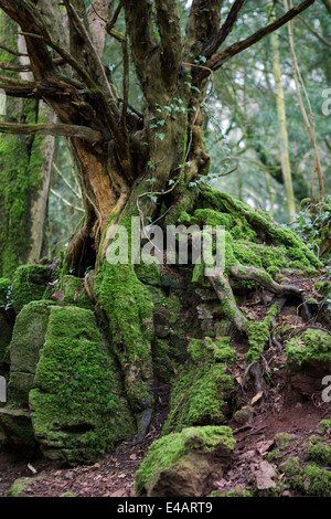 Forêt de Dean, Coleford, UK. 8 juillet, 2014. L'analyse réelle date varie. Images de la bibliothèque de Puzzlewood dans la forêt de Dean, cu Banque D'Images