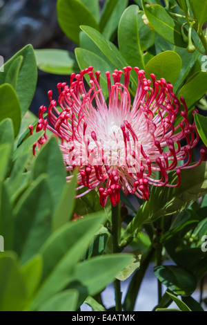 Libre d'une belle fleur exotique avec tentacule à pétales et feuilles  vertes Photo Stock - Alamy