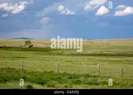 Newcastle, Wyoming - le pâturage du bétail dans l'Est des Prairies du Wyoming. Banque D'Images