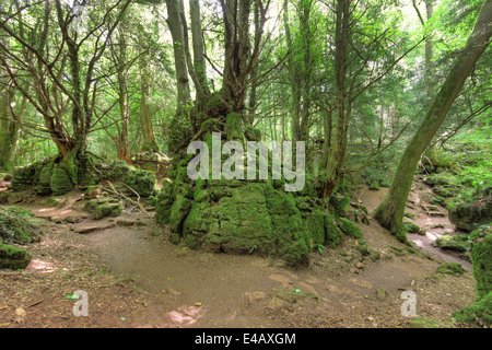 Forêt de Dean, Coleford, UK. 8 juillet, 2014. L'analyse réelle date varie. Images de la bibliothèque de Puzzlewood dans la forêt de Dean, cu Banque D'Images