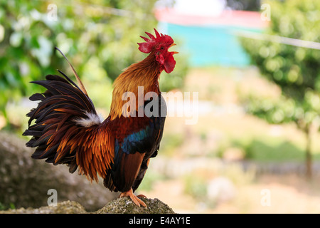 Photo horizontale d'un homme coq qui chantent Banque D'Images