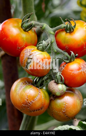 Rotten Tomatoes endommagé par les maladies Banque D'Images