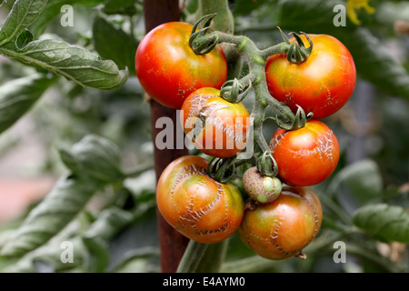 Rotten Tomatoes endommagé par les maladies Banque D'Images