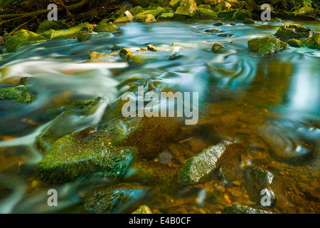 Little Creek flottant autour de roches moussues, petite cascade Banque D'Images