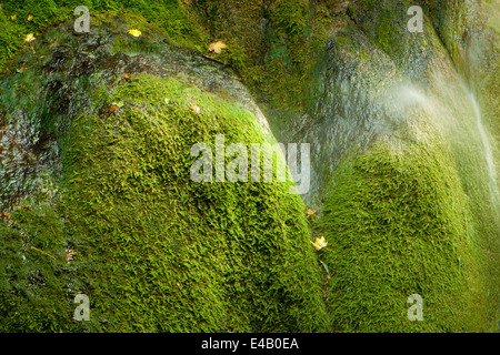 Little Creek flottant autour de roches moussues, petite cascade Banque D'Images