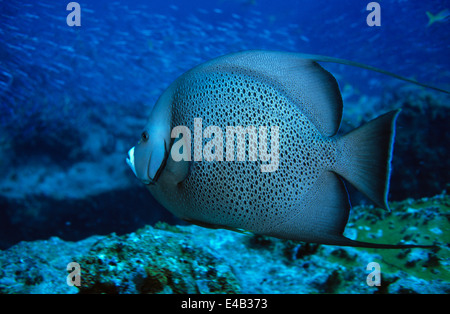 Poissons-Anges gris. Los Roques. Le Venezuela Banque D'Images