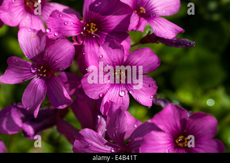 L'Oxalis fleurs jardin rose, comté de Marin, en Californie, USA Banque D'Images