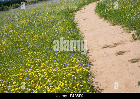 Bien foulé et marcha lourdement chemin à travers un wild flower meadow sur une journée ensoleillée sur l'île de Wight, Angleterre. Banque D'Images