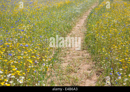 Chemin bien qui traverse un champ de fleurs sauvages sur une journée ensoleillée sur l'île de Wight, Angleterre. Banque D'Images