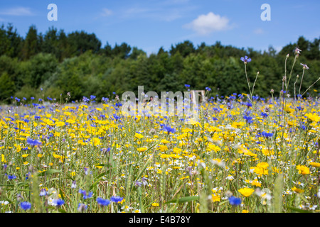 Pré de fleurs sauvages à l'île de Wight l'ail ferme contre un ciel bleu sur une journée ensoleillée. Banque D'Images