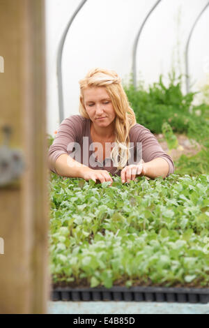 Travailleur agricole féminine contrôle Plants in Greenhouse Banque D'Images