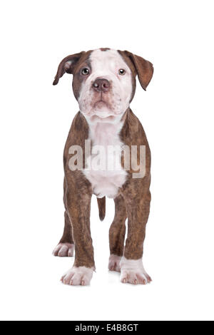Bouledogue américain devant un fond blanc Banque D'Images