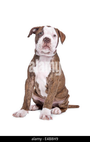 Bouledogue américain devant un fond blanc Banque D'Images