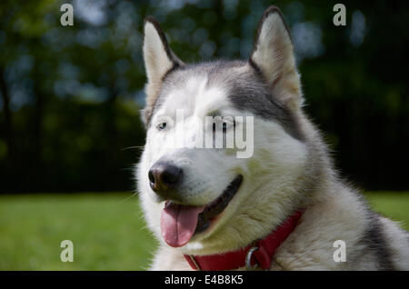 Chien dans un champ / Cour d'exercice Banque D'Images