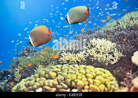 Red-tailed Butterflyfishes Banque D'Images