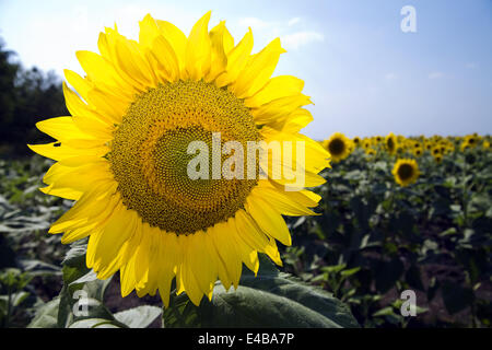 Beaux tournesols dans le champ Banque D'Images