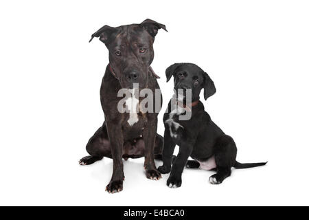 Deux chiens de race mixte Banque D'Images