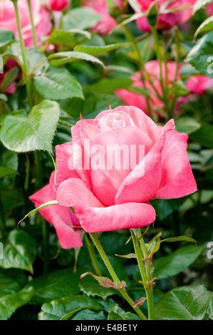 Belles roses dans le jardin Banque D'Images