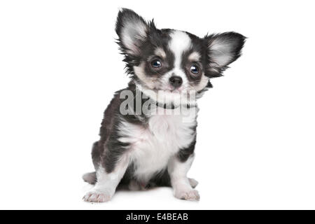 Long haired chihuahua puppy Banque D'Images