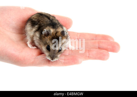 Hamster sur palm Banque D'Images