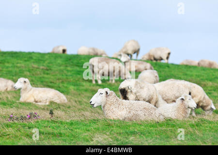 Moutons Banque D'Images