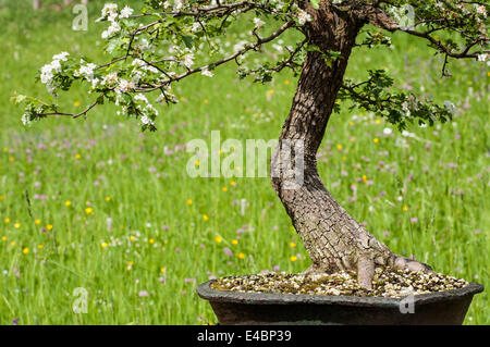 Comme l'aubépine en fleurs bonsai Banque D'Images