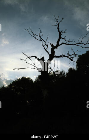 Arbre sec Banque D'Images