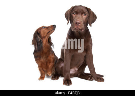 Et un teckel chiot labrador chocolat Banque D'Images