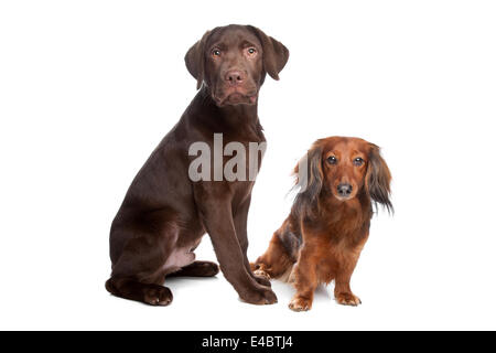 Et un teckel chiot labrador chocolat Banque D'Images